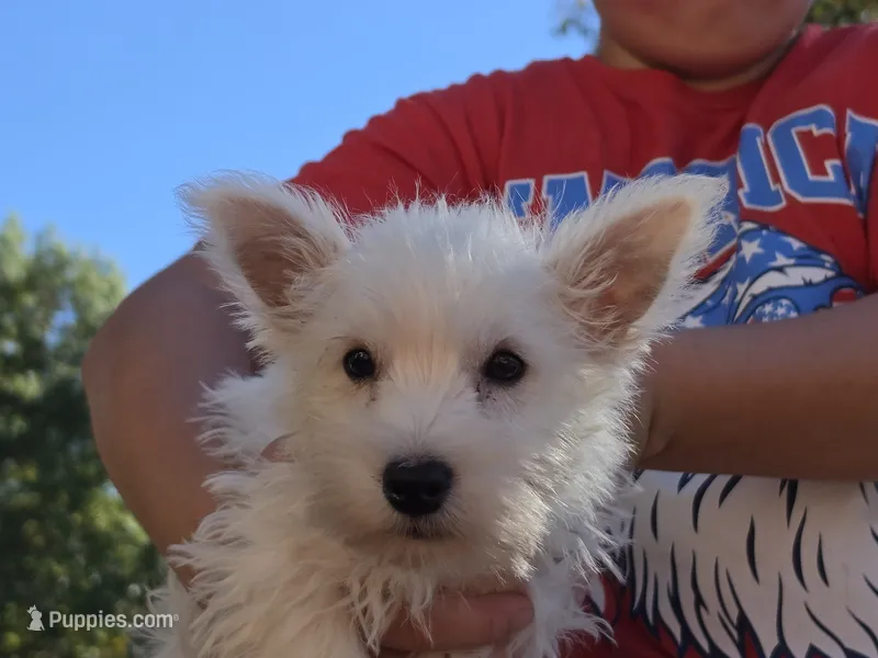 Green Collar – West Highland White Terrier puppy for sale in Bryan, OH