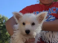 Green Collar, a male West Highland White Terrier for sale in Bryan, OH – 1 of 3