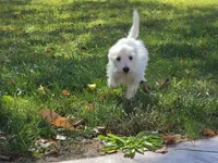 Pink Collar, a female West Highland White Terrier for sale in Bryan, OH – 2 of 4