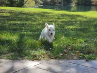 Blue Collar, a male West Highland White Terrier for sale in Bryan, OH – 3 of 4
