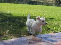 Orange Collar, a female West Highland White Terrier for sale in Bryan, OH – 3 of 3