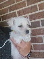 Westie Puppy, a female West Highland White Terrier for sale in Bryan, OH – 4 of 7