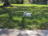 Blue Collar, a male West Highland White Terrier for sale in Bryan, OH – 4 of 4