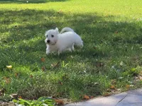 Pink Collar, a female West Highland White Terrier for sale in Bryan, OH – 3 of 4
