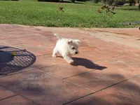 Silver Collar, a male West Highland White Terrier for sale in Bryan, OH – 2 of 4