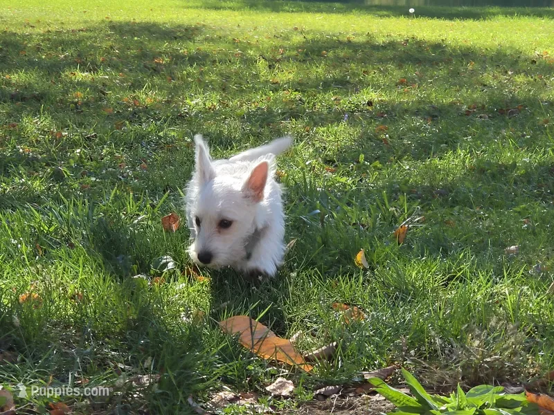 Orange Collar – West Highland White Terrier puppy for sale in Bryan, OH