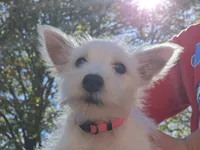 Pink Collar, a female West Highland White Terrier for sale in Bryan, OH – 4 of 4