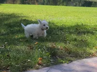 Silver Collar, a male West Highland White Terrier for sale in Bryan, OH – 4 of 4