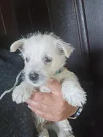 Westie Puppy, a female West Highland White Terrier for sale in Bryan, OH – 5 of 7