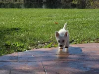 Jackal, a female West Highland White Terrier for sale in Bryan, OH – 2 of 3
