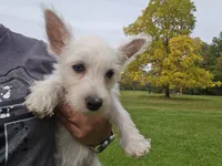 Jackal, a female West Highland White Terrier for sale in Bryan, OH – 3 of 3