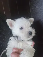 Westie Puppy, a female West Highland White Terrier for sale in Bryan, OH – 3 of 7