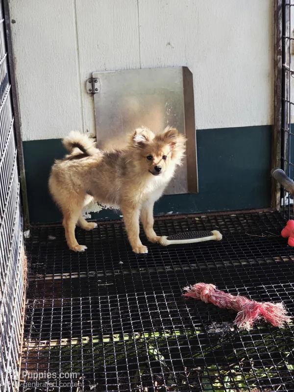 Teddy  – Pomeranian puppy for sale in Greenville, TN