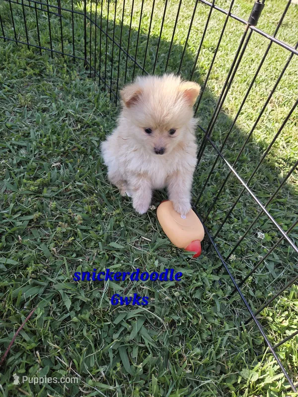 Snickerdoodle – Pomeranian puppy for sale in Greenville, TN