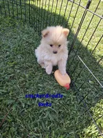 Snickerdoodle, a male Pomeranian for sale in Greenville, TN – 4 of 10