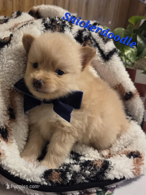 Snickerdoodle – Pomeranian puppy for sale in Greenville, TN