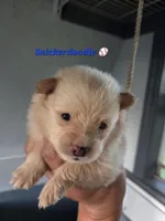 Snickerdoodle, a male Pomeranian for sale in Greenville, TN – Photo 3 of 6