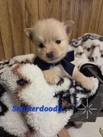Snickerdoodle, a male Pomeranian for sale in Greenville, TN – 7 of 10