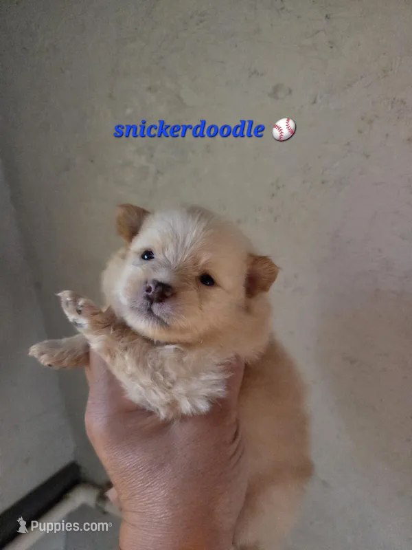 Snickerdoodle – Pomeranian puppy for sale in Greenville, TN