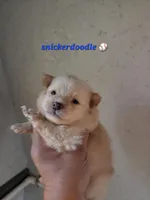 Snickerdoodle, a male Pomeranian for sale in Greenville, TN – Photo 1 of 6