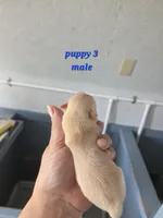 Snickerdoodle, a male Pomeranian for sale in Greenville, TN – Photo 2 of 3