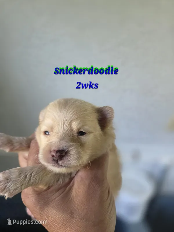 Snickerdoodle – Pomeranian puppy for sale in Greenville, TN