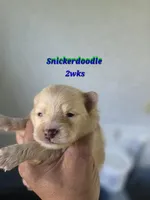 Snickerdoodle, a male Pomeranian for sale in Greenville, TN – Photo 4 of 6