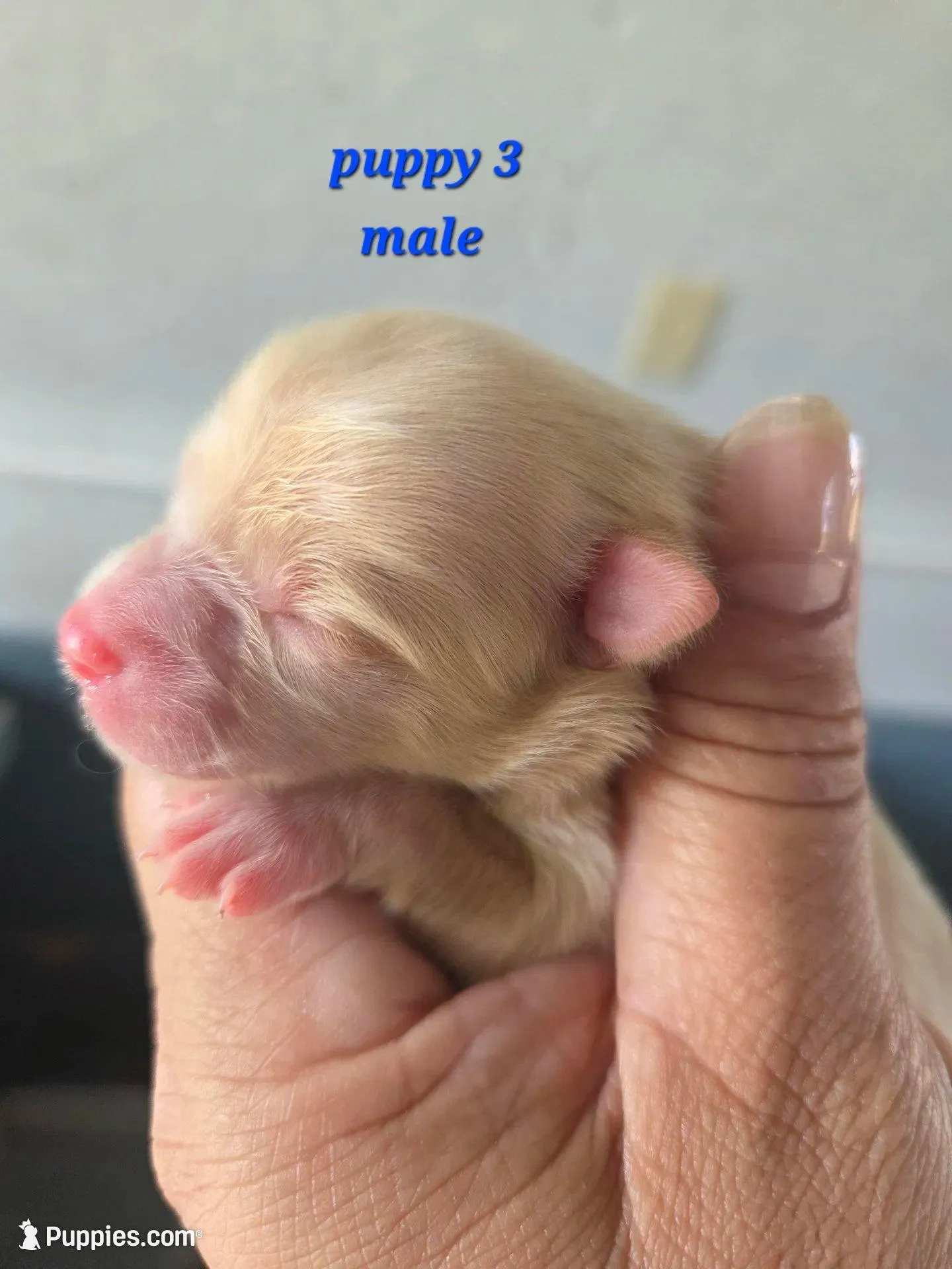 Snickerdoodle – Pomeranian puppy for sale in Greenville, TN