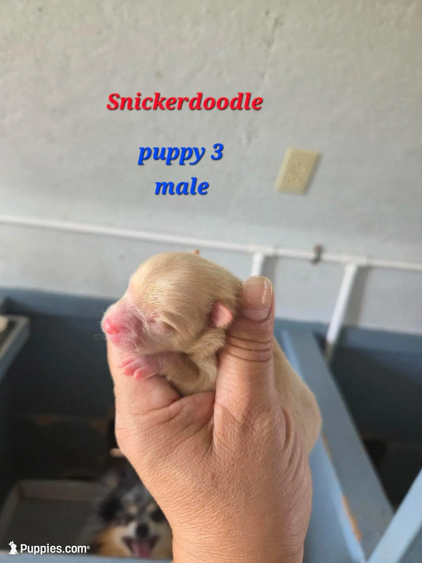 Snickerdoodle, a male Pomeranian for sale in Greenville, TN – Photo 3 of 3