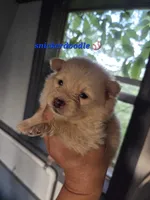 Snickerdoodle, a male Pomeranian for sale in Greenville, TN – Photo 2 of 6