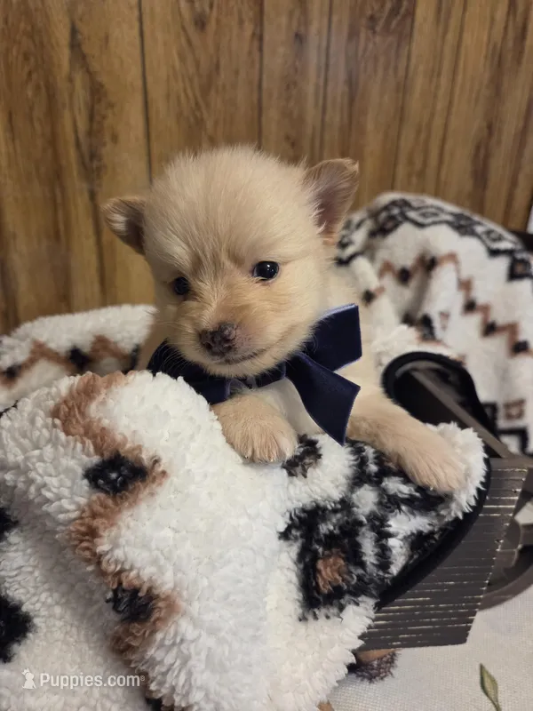 Snickerdoodle – Pomeranian puppy for sale in Greenville, TN