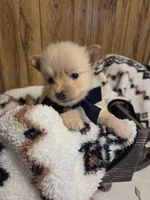 Snickerdoodle, a male Pomeranian for sale in Greenville, TN – 1 of 10