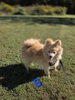 Snickerdoodle, a male Pomeranian for sale in Mohawk, TN – 4 of 10