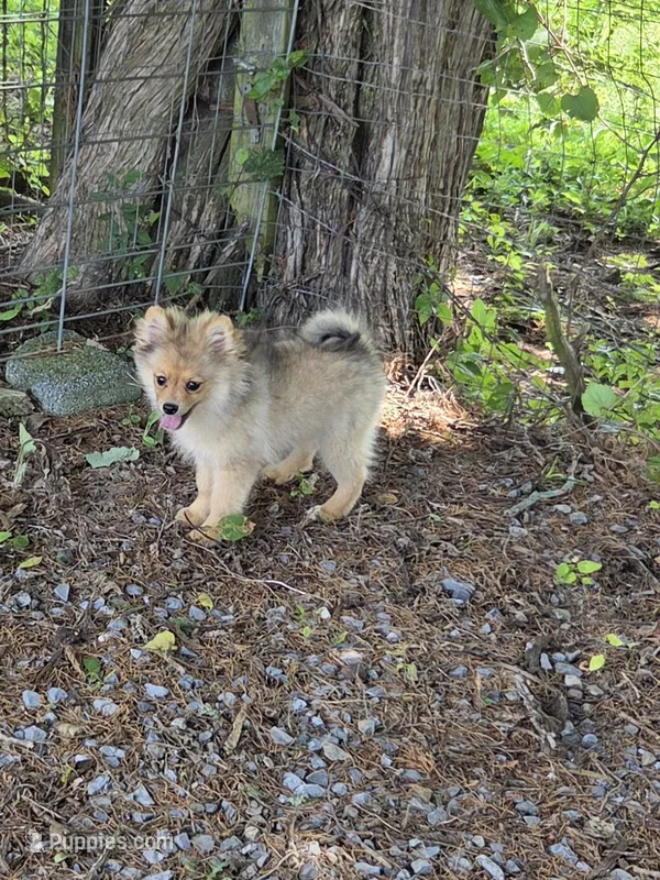 Teddy  – Pomeranian puppy for sale in Greenville, TN