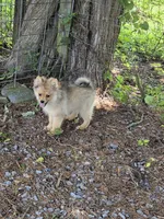 Teddy , a male Pomeranian for sale in Greenville, TN – 1 of 10