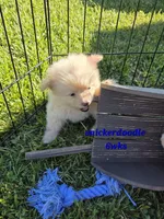 Snickerdoodle, a male Pomeranian for sale in Greenville, TN – 3 of 10