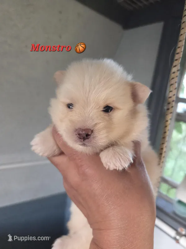 Monstro  – Pomeranian puppy for sale in Greenville, TN