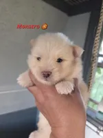 Monstro , a male Pomeranian for sale in Greenville, TN – Photo 1 of 5