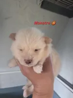 Monstro , a male Pomeranian for sale in Greenville, TN – Photo 2 of 5