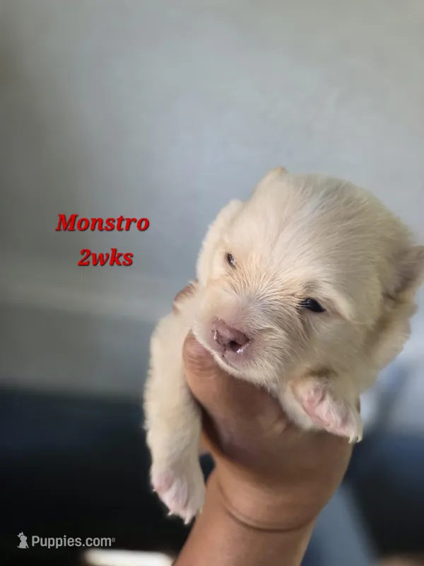 Monstro  – Pomeranian puppy for sale in Greenville, TN