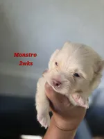 Monstro , a male Pomeranian for sale in Greenville, TN – Photo 4 of 5