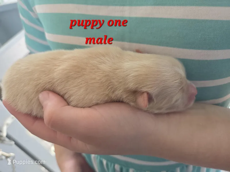 Monstro  – Pomeranian puppy for sale in Greenville, TN