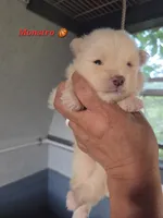 Monstro , a male Pomeranian for sale in Greenville, TN – Photo 3 of 5