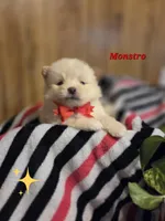 Monstro , a male Pomeranian for sale in Greenville, TN – 5 of 9