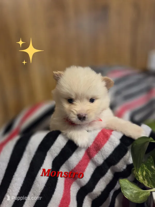 Monstro  – Pomeranian puppy for sale in Greenville, TN