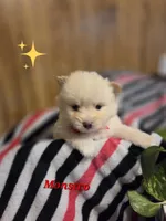 Monstro , a male Pomeranian for sale in Greenville, TN – 6 of 9