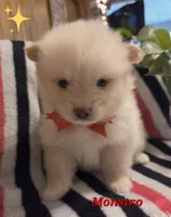 Monstro , a male Pomeranian for sale in Greenville, TN – 7 of 9