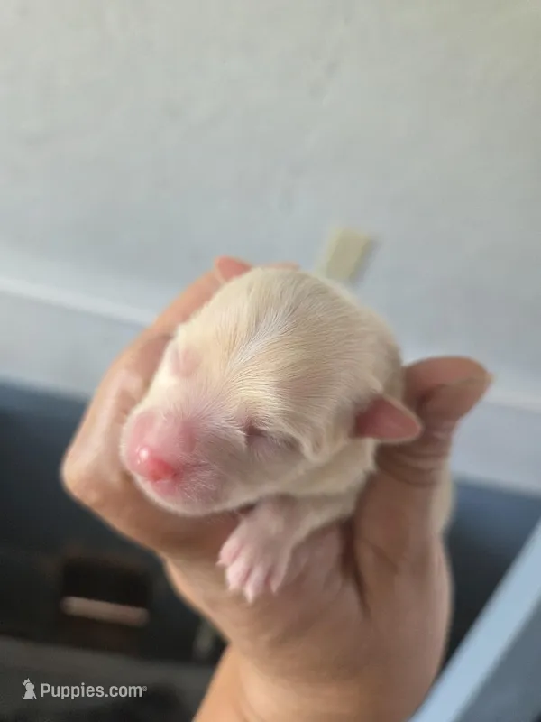 Monstro  – Pomeranian puppy for sale in Greenville, TN