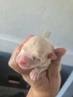 Monstro , a male Pomeranian for sale in Greenville, TN – Photo 1 of 3