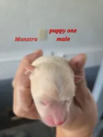 Monstro , a male Pomeranian for sale in Greenville, TN – Photo 2 of 3